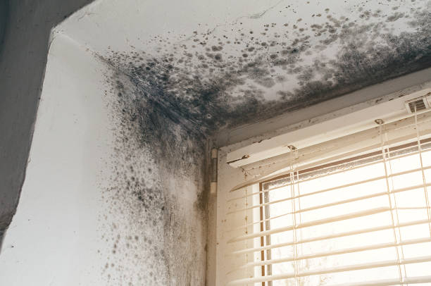 Trusted Crawl Space Mold Removal service in Jordan, MN - Cheap Mold Removal